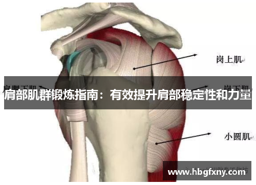 肩部肌群锻炼指南：有效提升肩部稳定性和力量